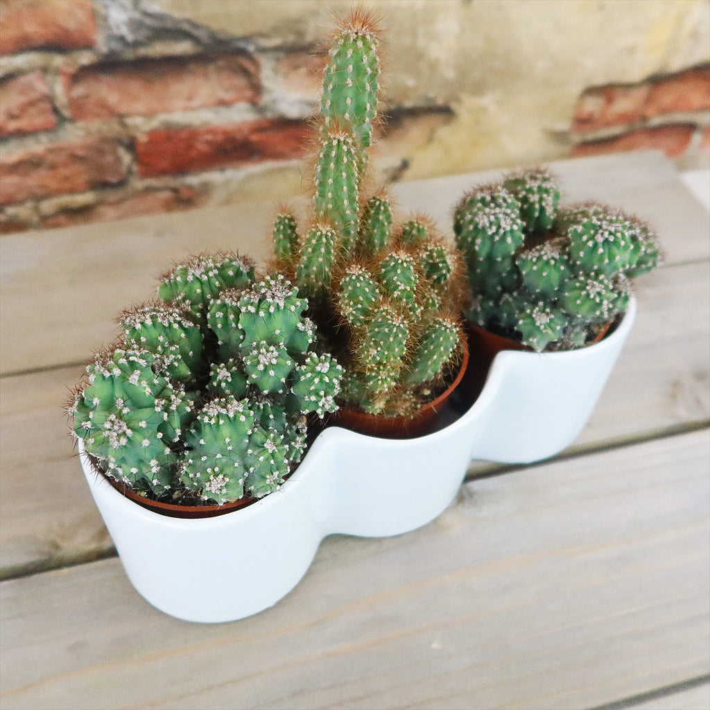 3 Cereus Plants in Triple Ceramic Planter