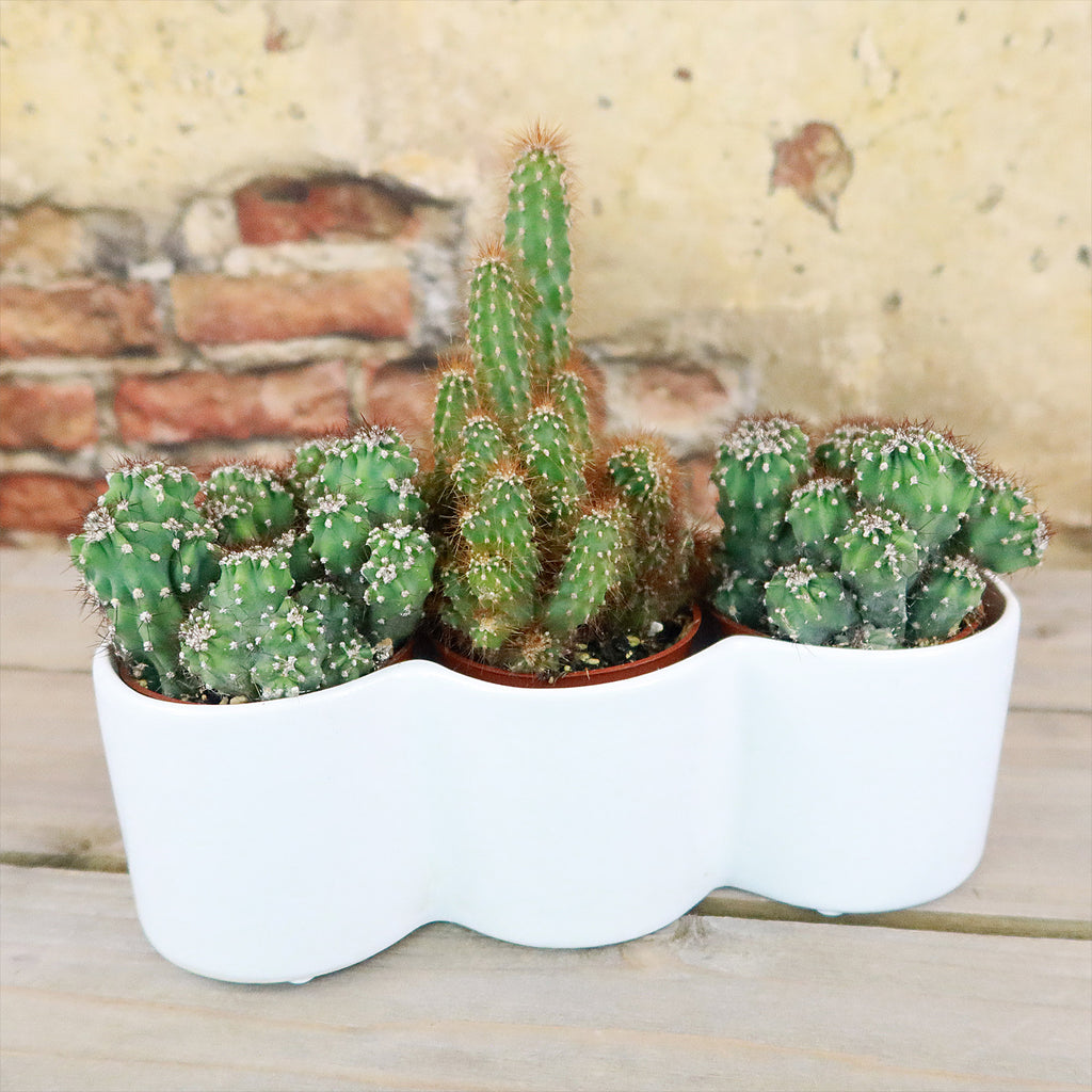 3 Cereus Plants in Triple Ceramic Planter