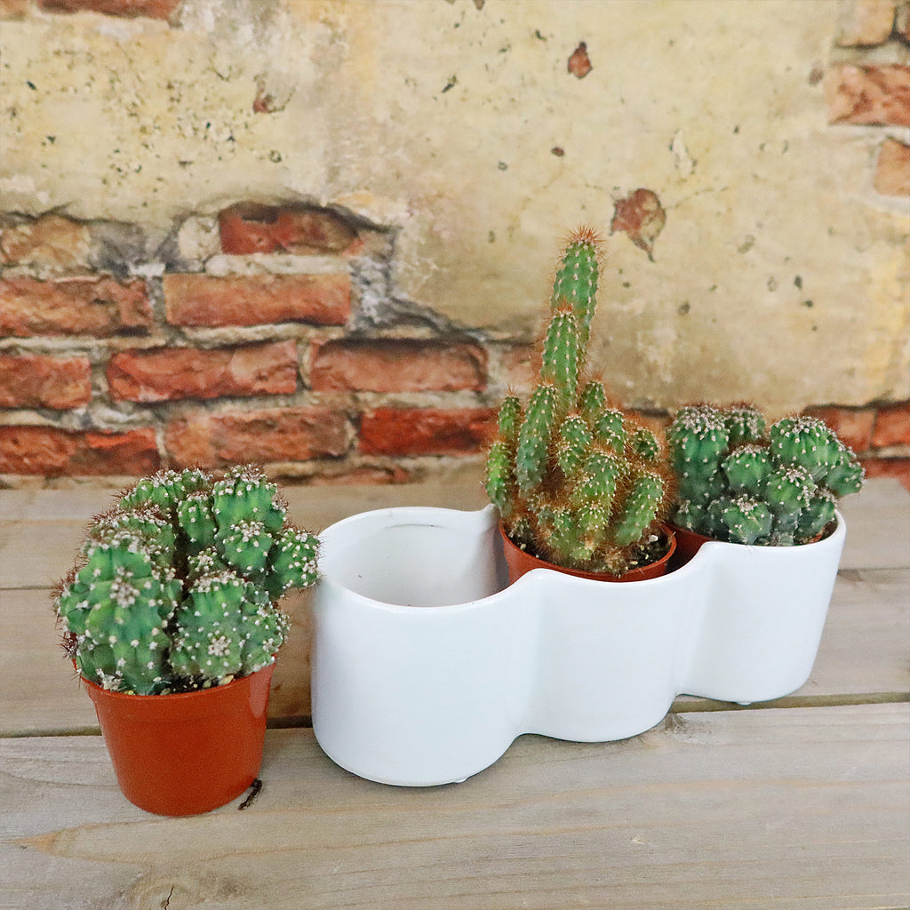 3 Cereus Plants in Triple Ceramic Planter