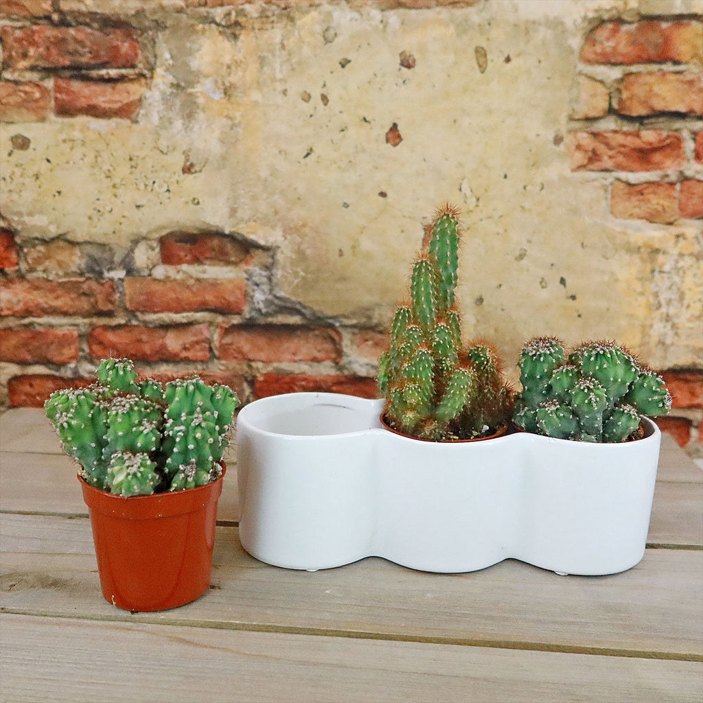 3 Cereus Plants in Triple Ceramic Planter