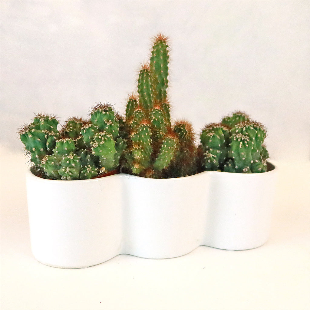 3 Cereus Plants in Triple Ceramic Planter