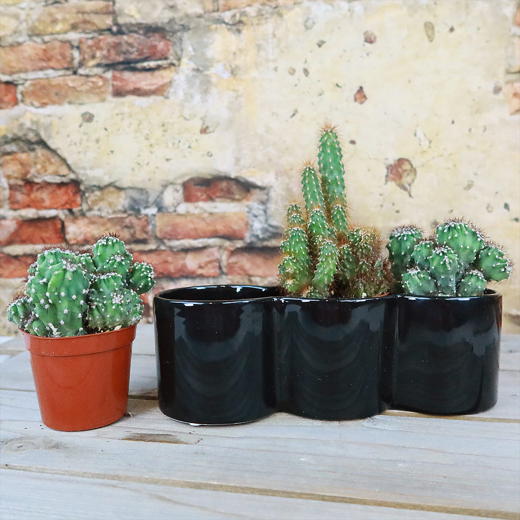 3 Cereus Plants in Triple Ceramic Planter