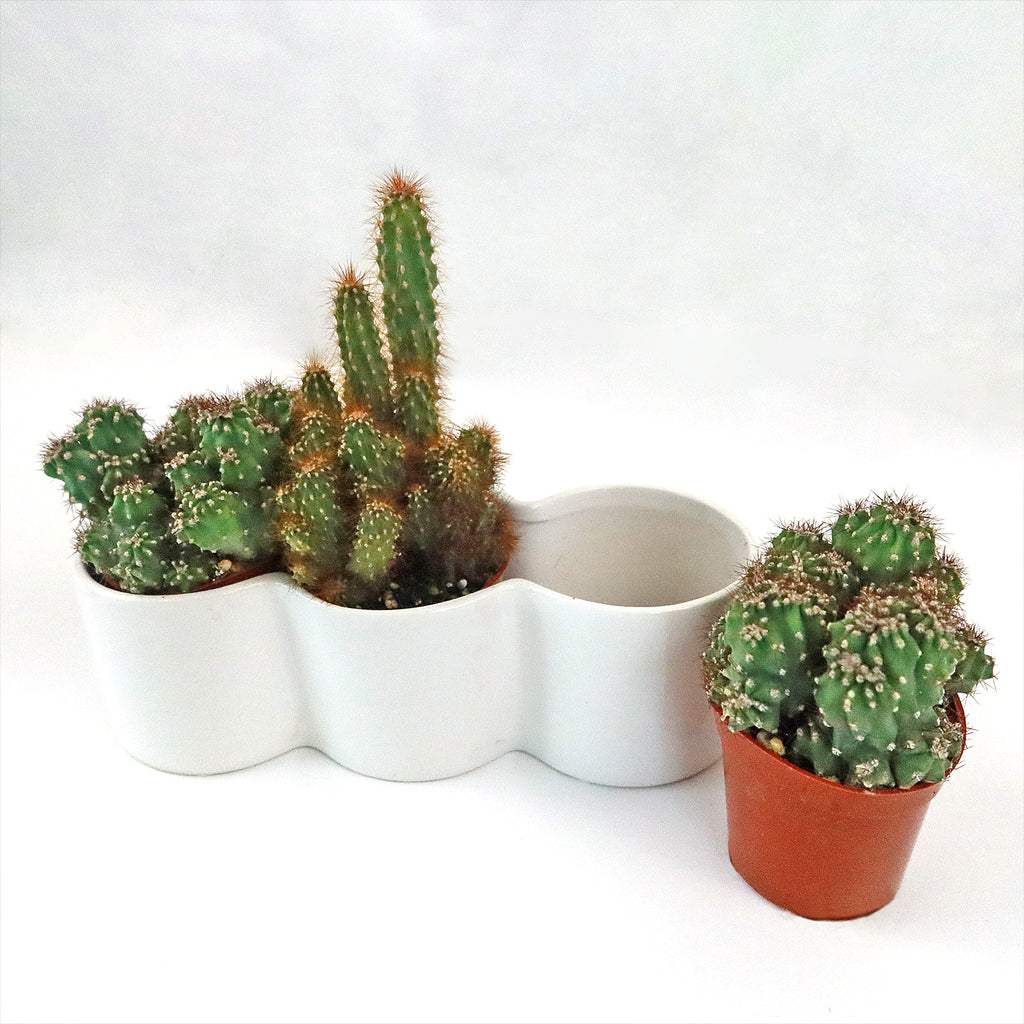 3 Cereus Plants in Triple Ceramic Planter