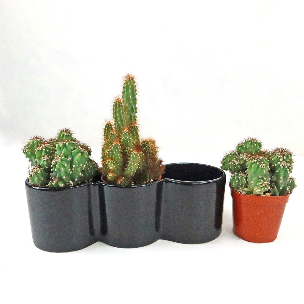 3 Cereus Plants in Triple Ceramic Planter