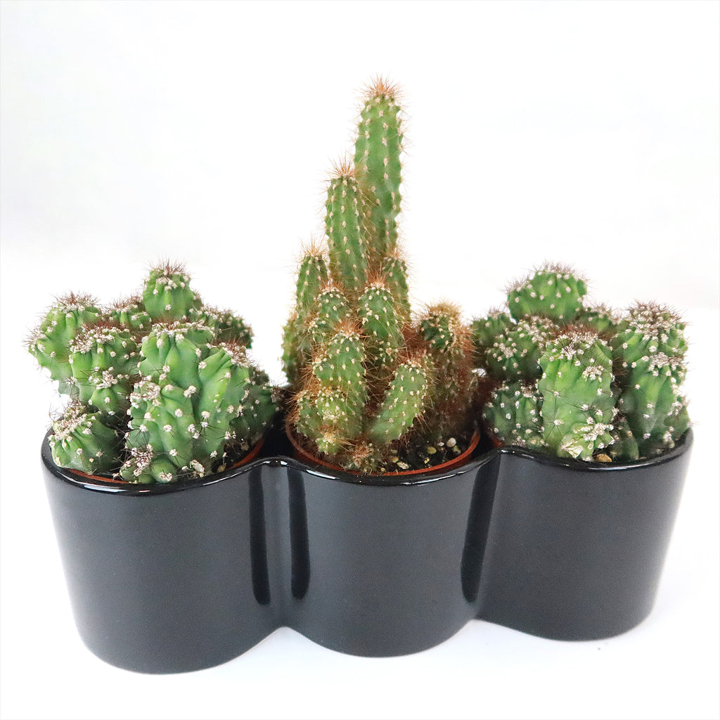 3 Cereus Plants in Triple Ceramic Planter