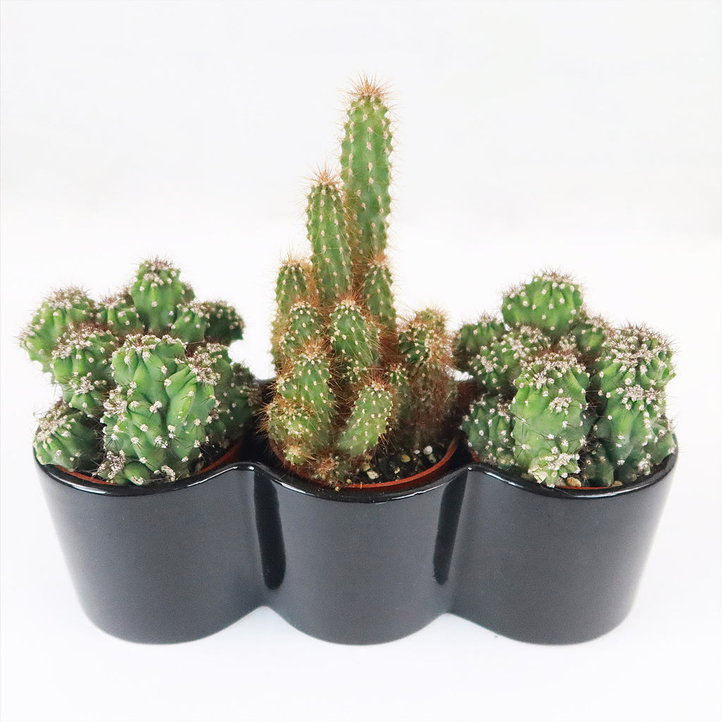 3 Cereus Plants in Triple Ceramic Planter
