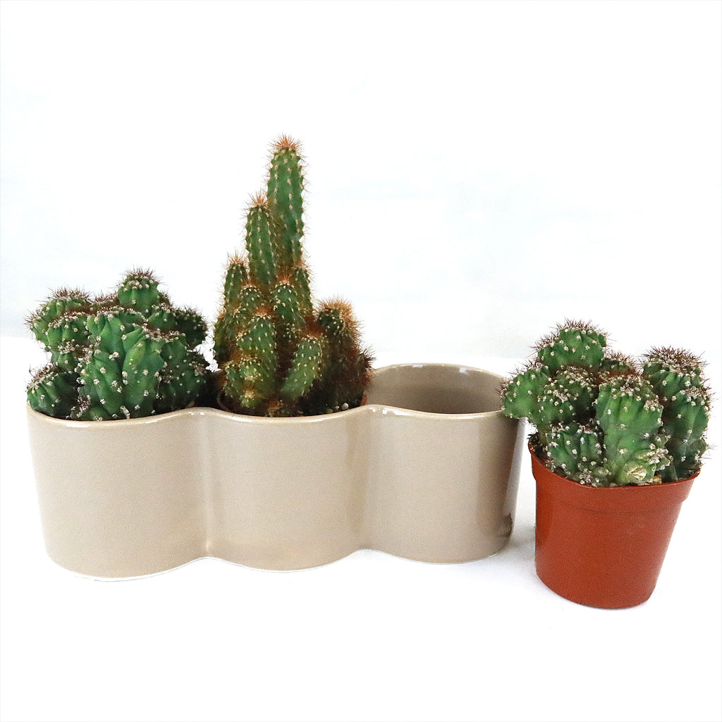 3 Cereus Plants in Triple Ceramic Planter