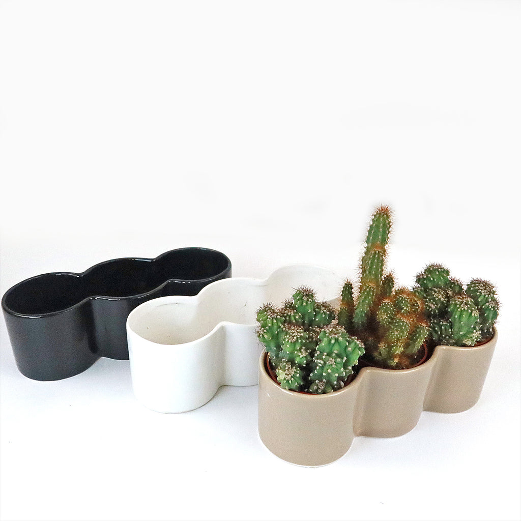 3 Cereus Plants in Triple Ceramic Planter
