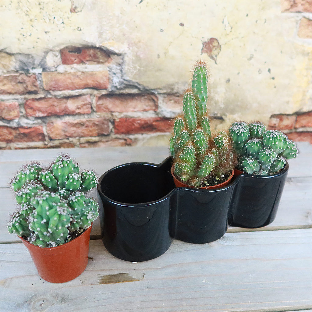 3 Cereus Plants in Triple Ceramic Planter