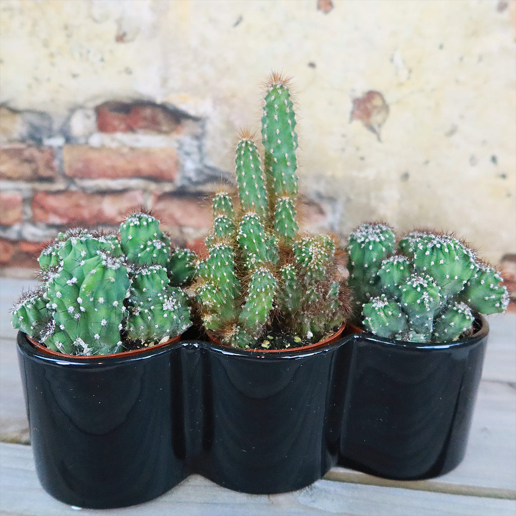 3 Cereus Plants in Triple Ceramic Planter