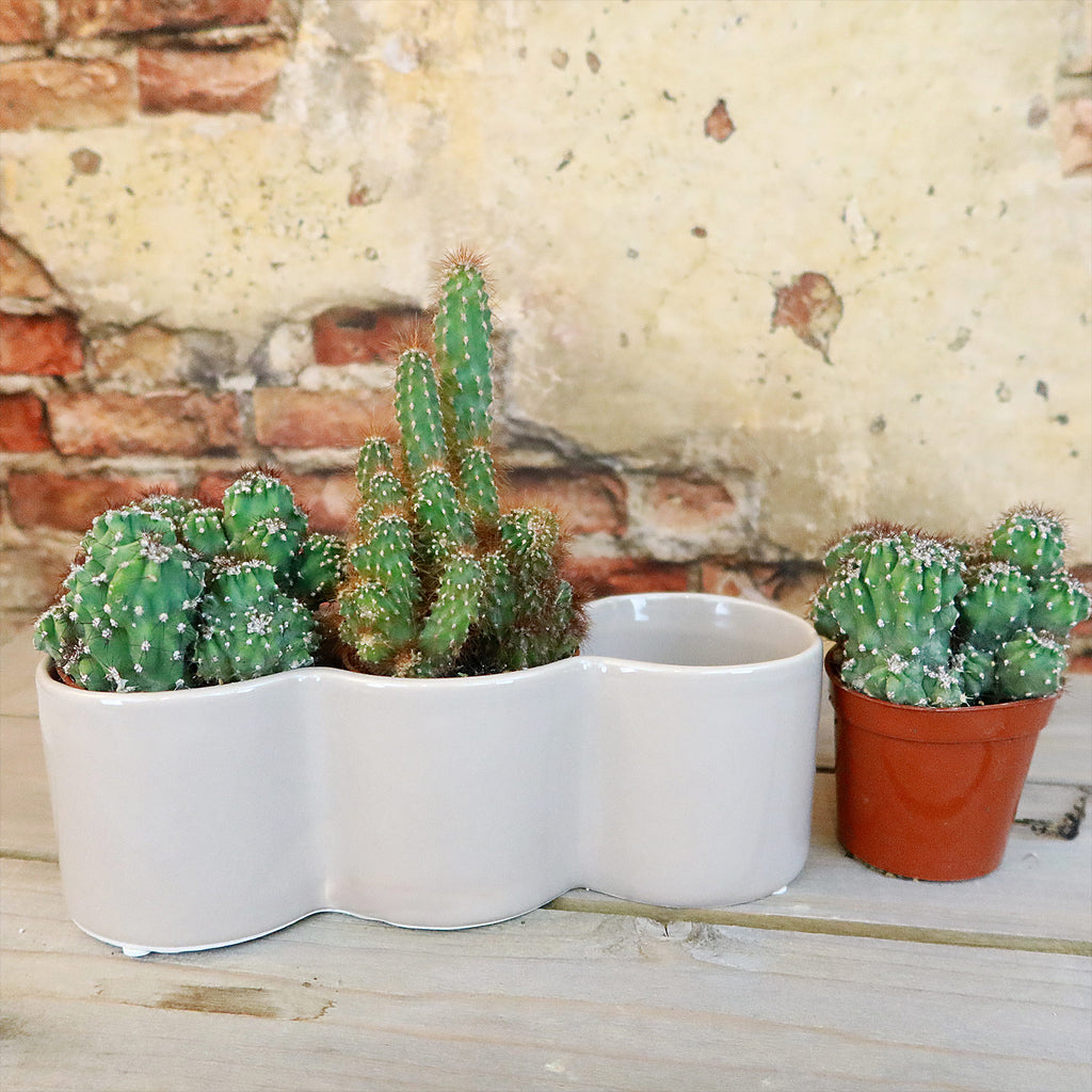 3 Cereus Plants in Triple Ceramic Planter