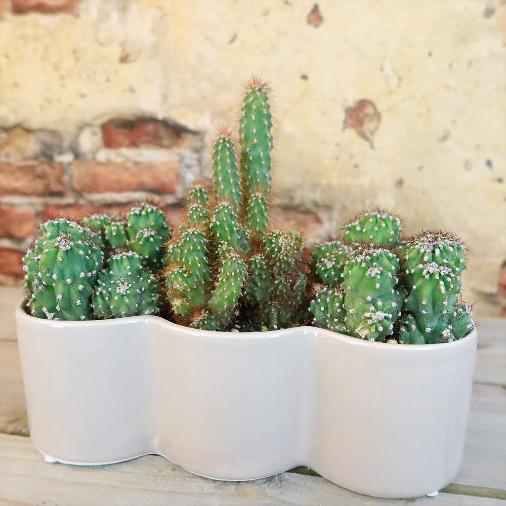 3 Cereus Plants in Triple Ceramic Planter