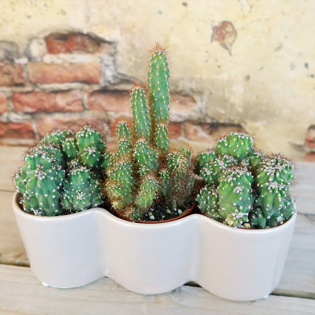 3 Cereus Plants in Triple Ceramic Planter