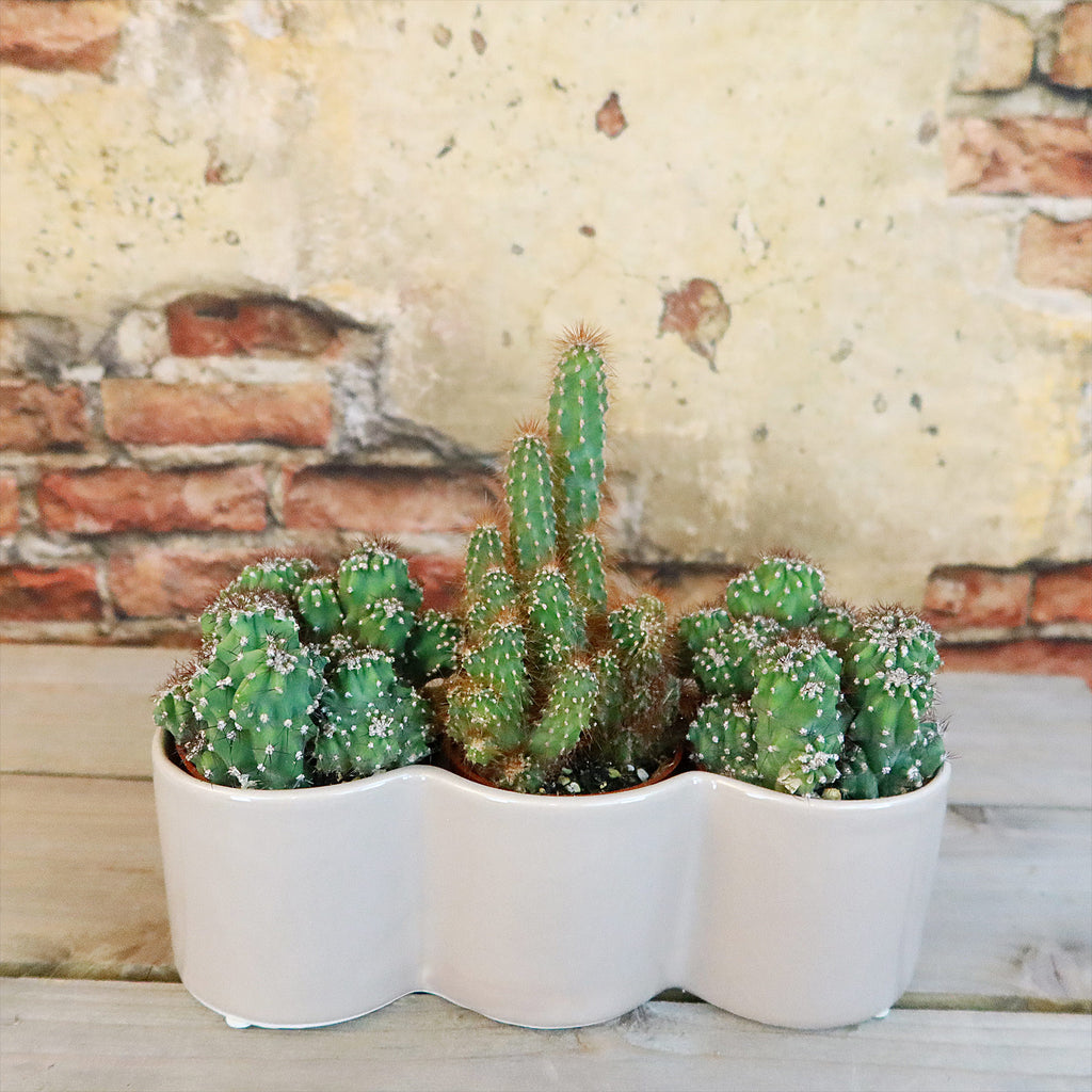 3 Cereus Plants in Triple Ceramic Planter