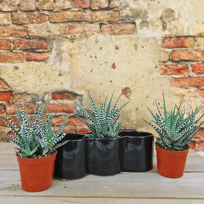 3 haworthias Plants in Triple Ceramic Planter