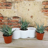 3 haworthias Plants in Triple Ceramic Planter