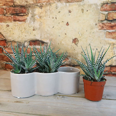 3 haworthias Plants in Triple Ceramic Planter