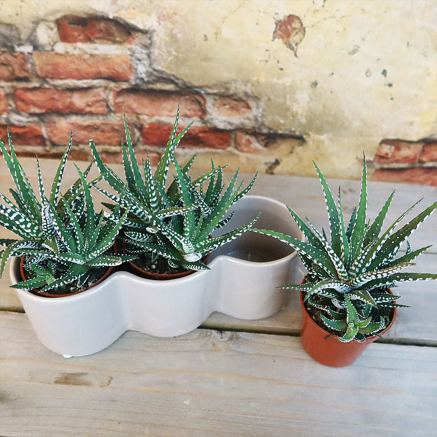 triple pot planter 3 haworthias Plants in Triple Ceramic Planter 8.5" White