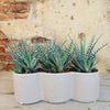 3 haworthias Plants in Triple Ceramic Planter