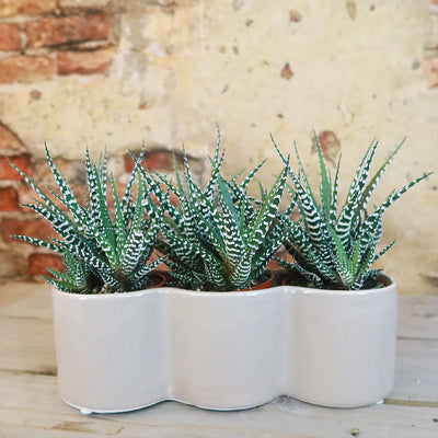 3 haworthias Plants in Triple Ceramic Planter