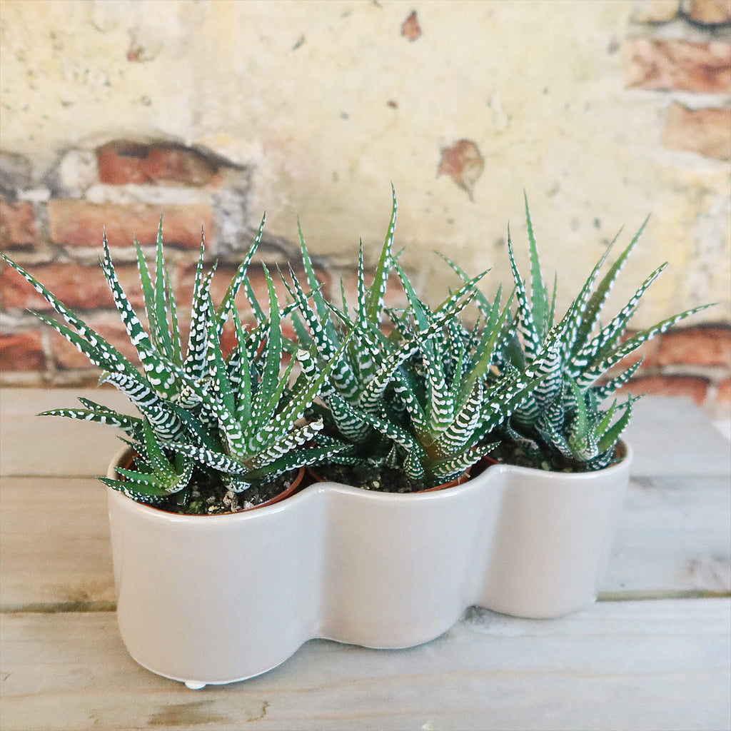 3 haworthias Plants in Triple Ceramic Planter