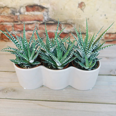 3 haworthias Plants in Triple Ceramic Planter