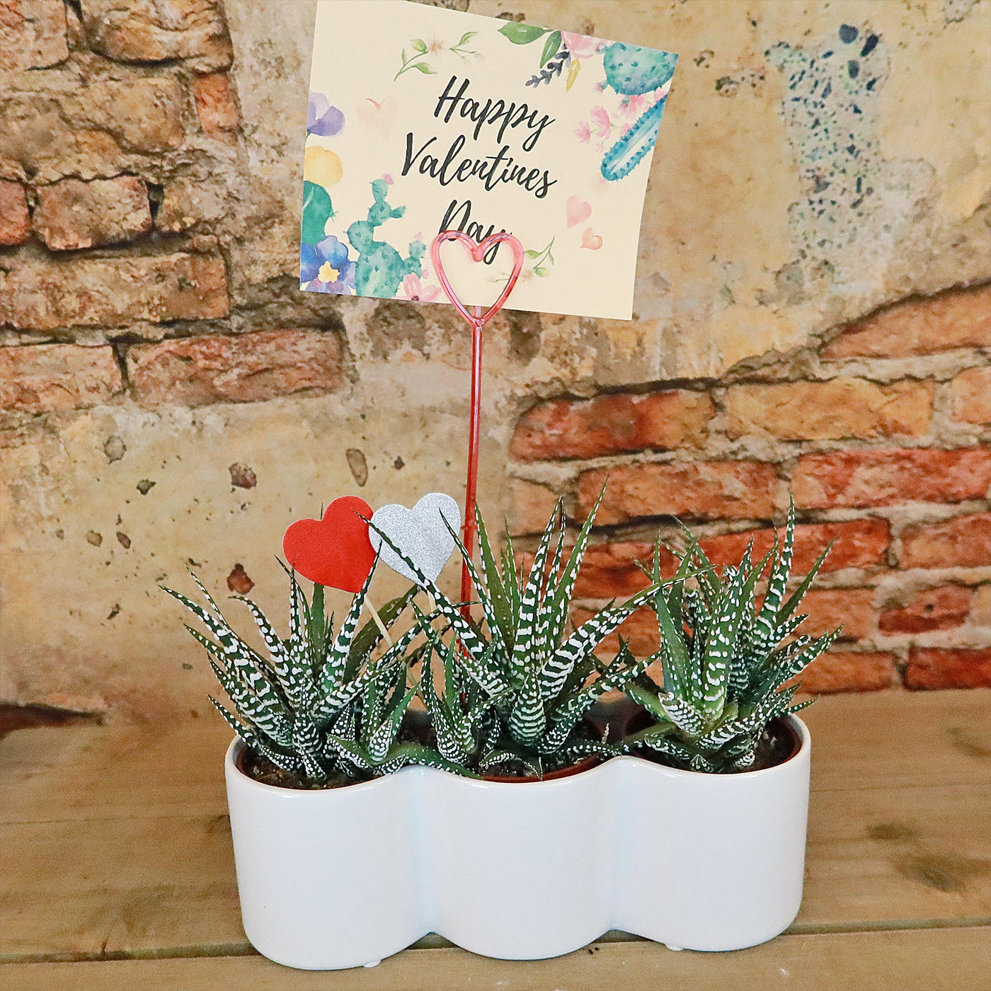 3 haworthias Plants in Triple Ceramic Planter