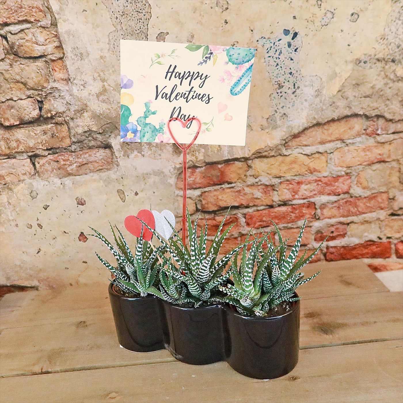 3 haworthias Plants in Triple Ceramic Planter