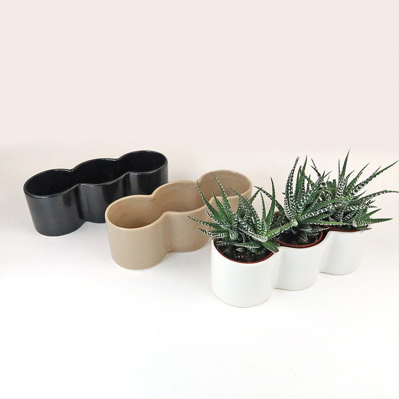 triple pot planter 3 haworthias Plants in Triple Ceramic Planter