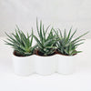 3 haworthias Plants in Triple Ceramic Planter