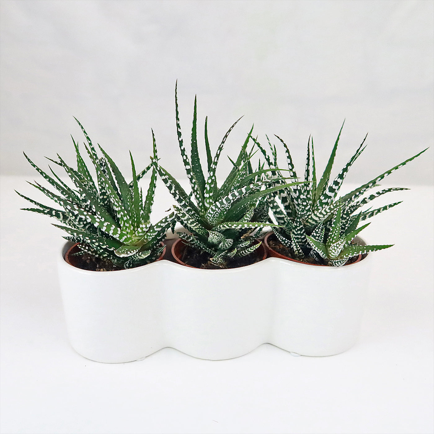 3 haworthias Plants in Triple Ceramic Planter