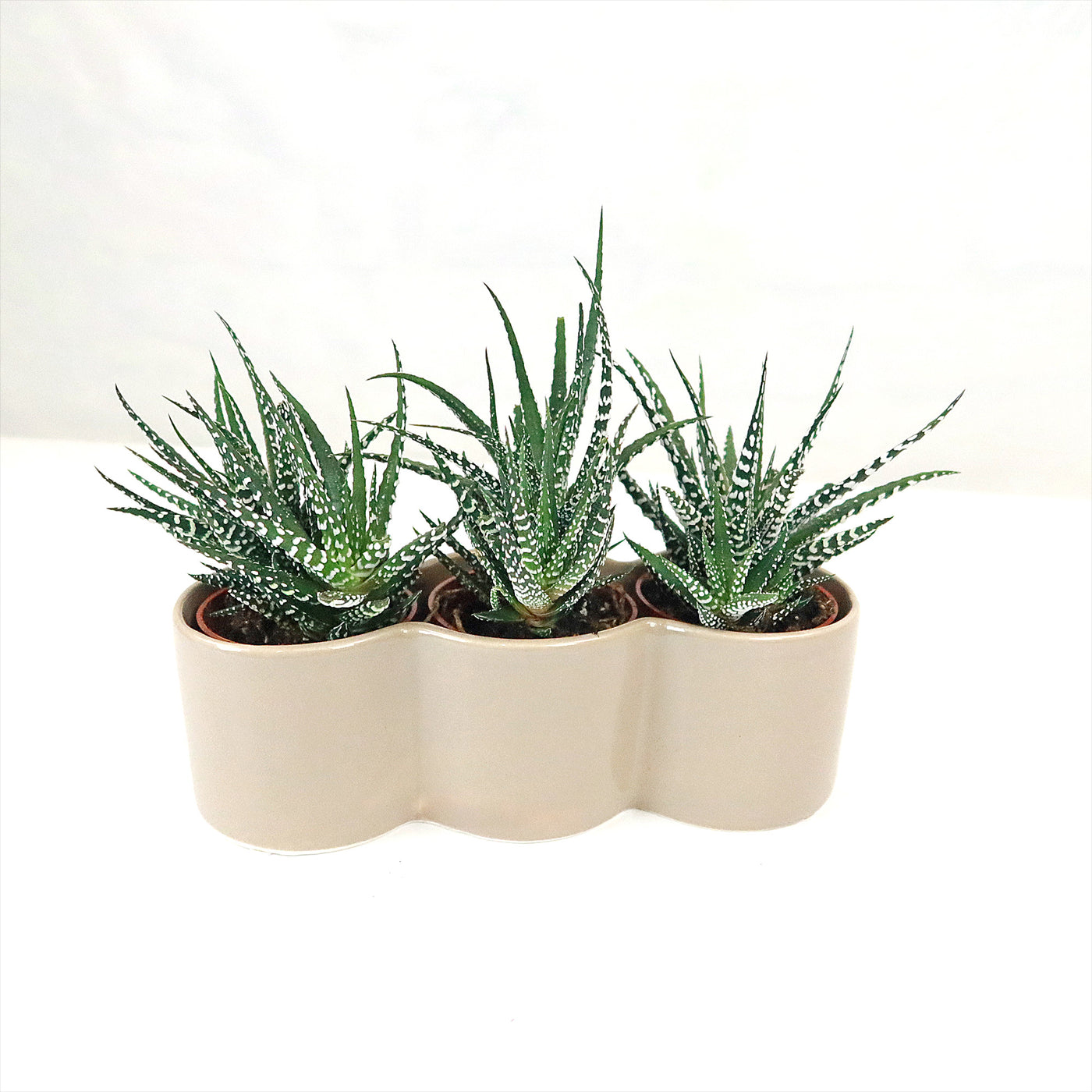 3 haworthias Plants in Triple Ceramic Planter