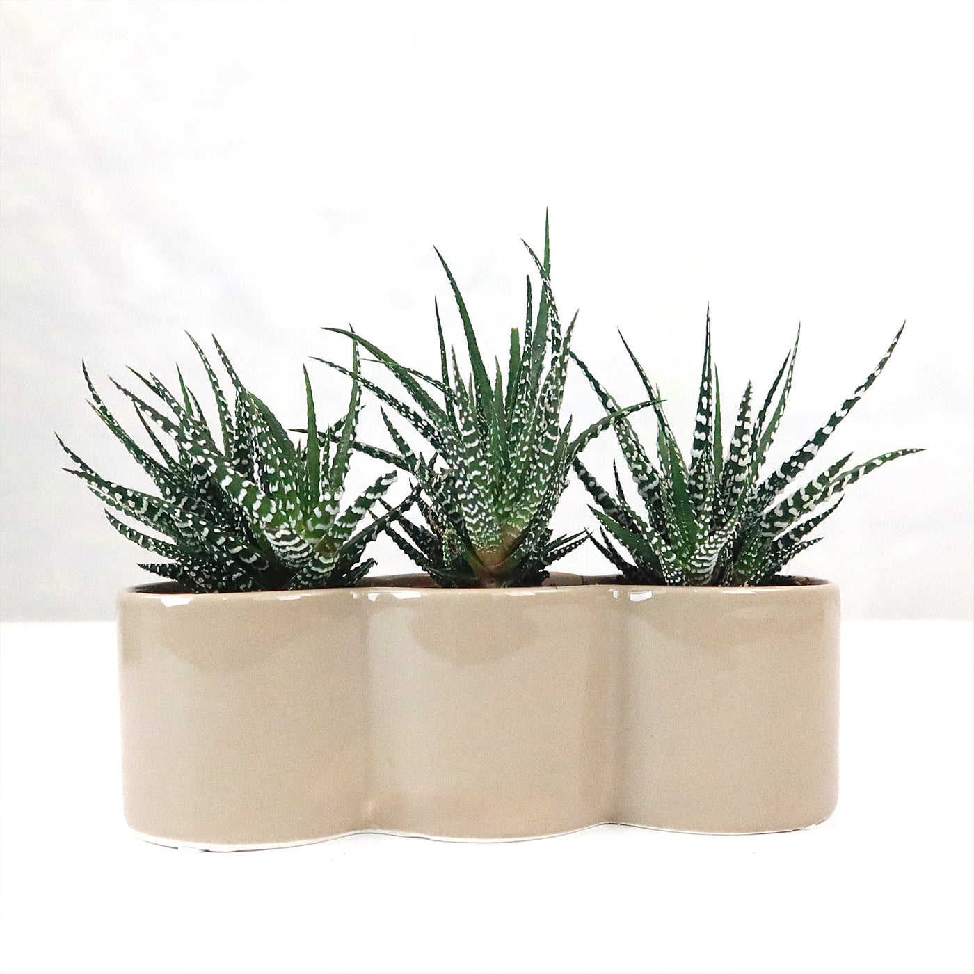 3 haworthias Plants in Triple Ceramic Planter