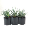 3 haworthias Plants in Triple Ceramic Planter