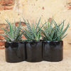 3 haworthias Plants in Triple Ceramic Planter