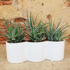 3 haworthias Plants in Triple Ceramic Planter