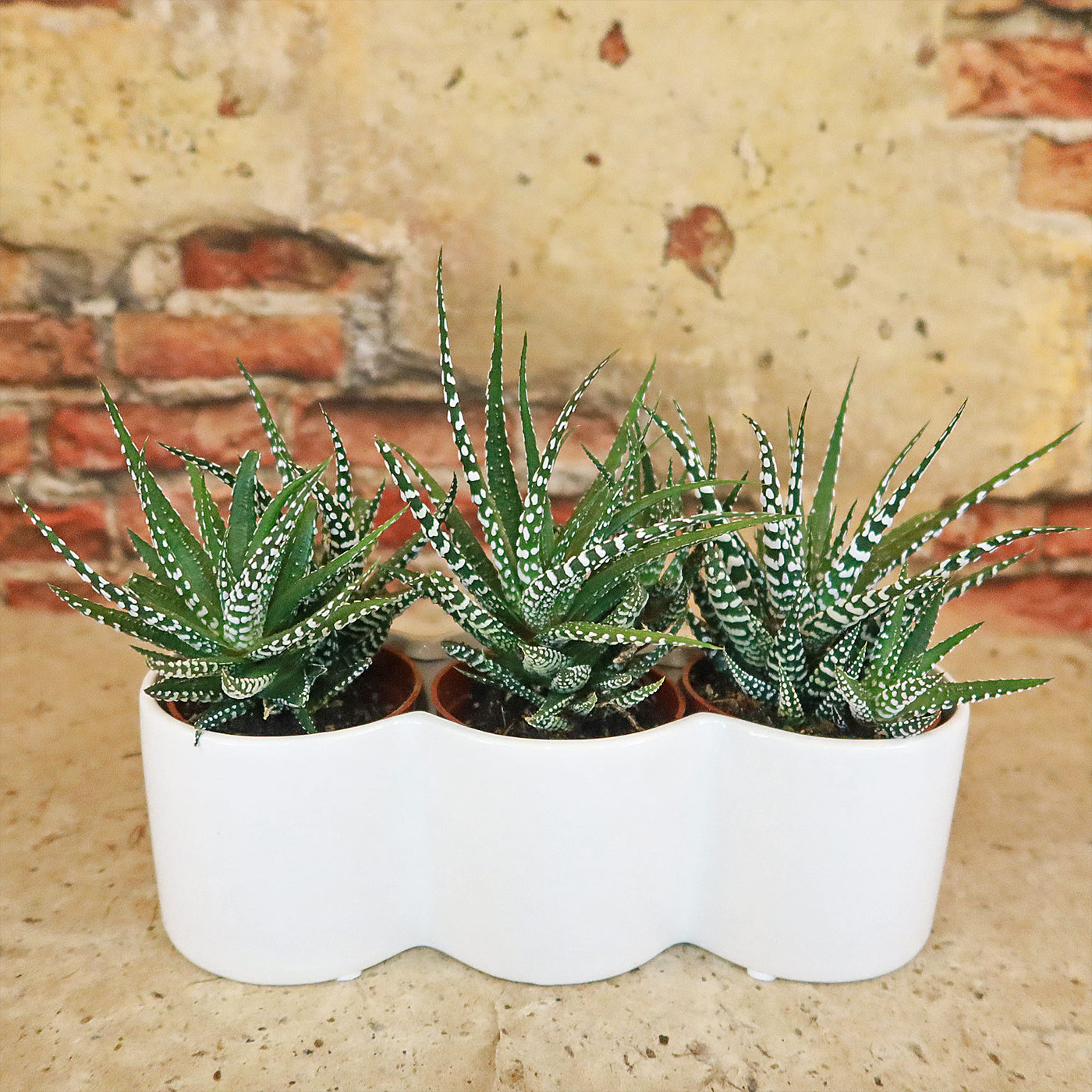 3 haworthias Plants in Triple Ceramic Planter