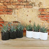 3 haworthias Plants in Triple Ceramic Planter