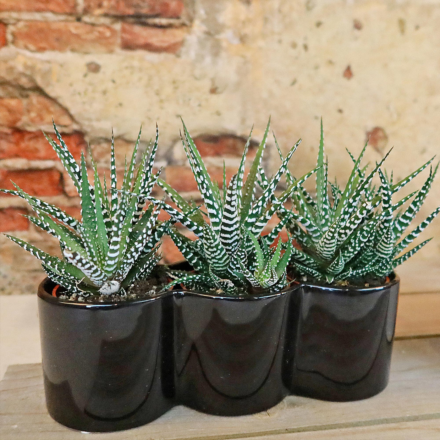 3 haworthias Plants in Triple Ceramic Planter