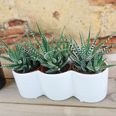 3 haworthias Plants in Triple Ceramic Planter