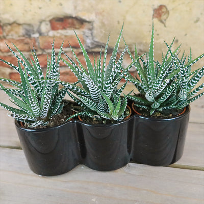 3 haworthias Plants in Triple Ceramic Planter