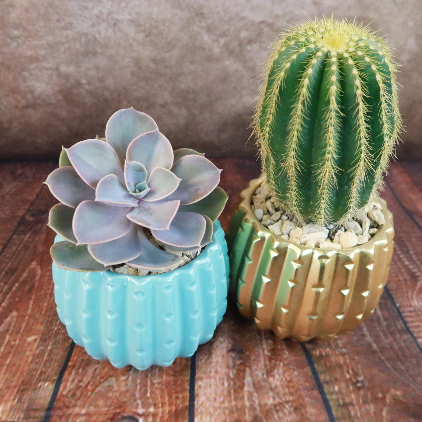 succulent plant souvenir Gift Unique Ceramic Pot w/ Cactus or Succulent 4"Pot / Matte Gold w/ Cactus