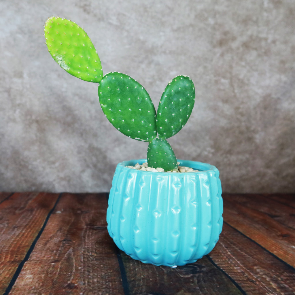 Gift Unique Ceramic Pot w/ Cactus or Succulent