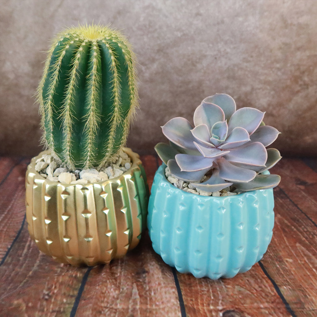 Gift Unique Ceramic Pot w/ Cactus or Succulent