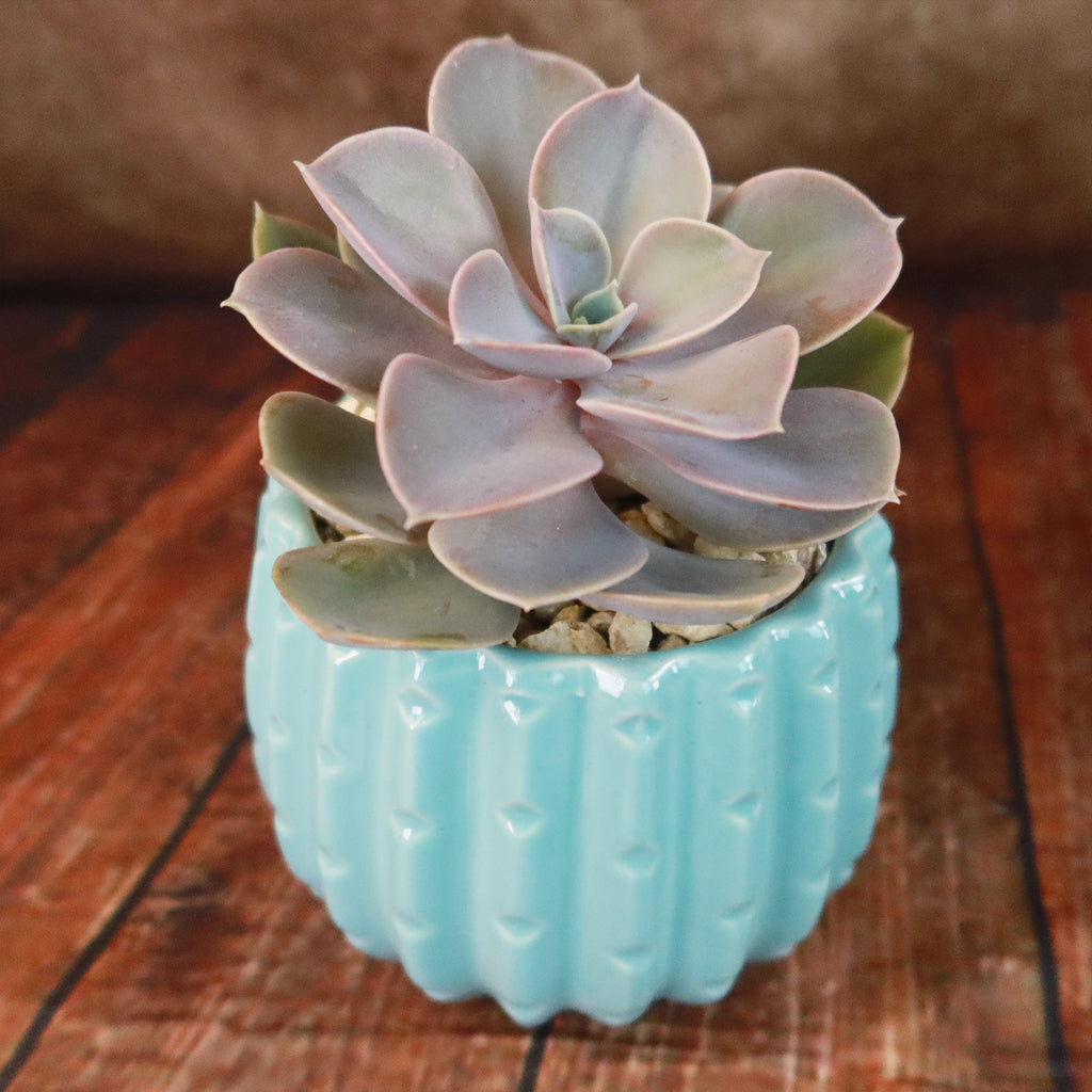 Gift Unique Ceramic Pot w/ Cactus or Succulent