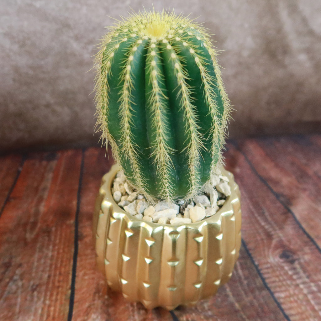 Gift Unique Ceramic Pot w/ Cactus or Succulent