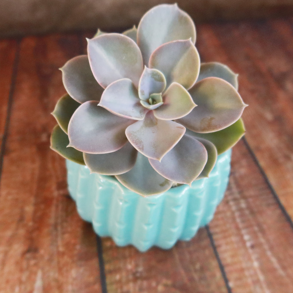 Gift Unique Ceramic Pot w/ Cactus or Succulent