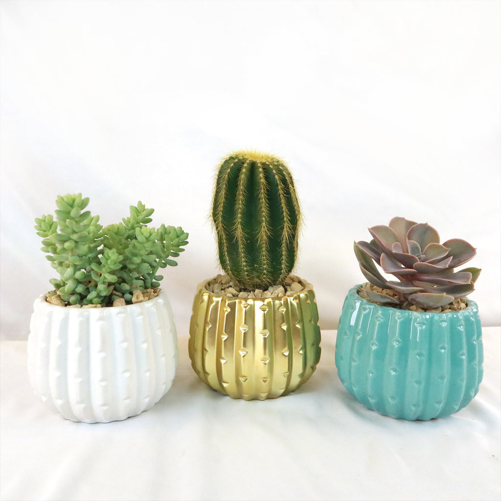 Gift Unique Ceramic Pot w/ Cactus or Succulent