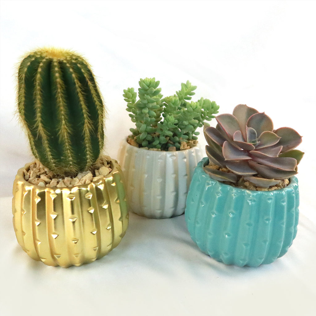 Gift Unique Ceramic Pot w/ Cactus or Succulent