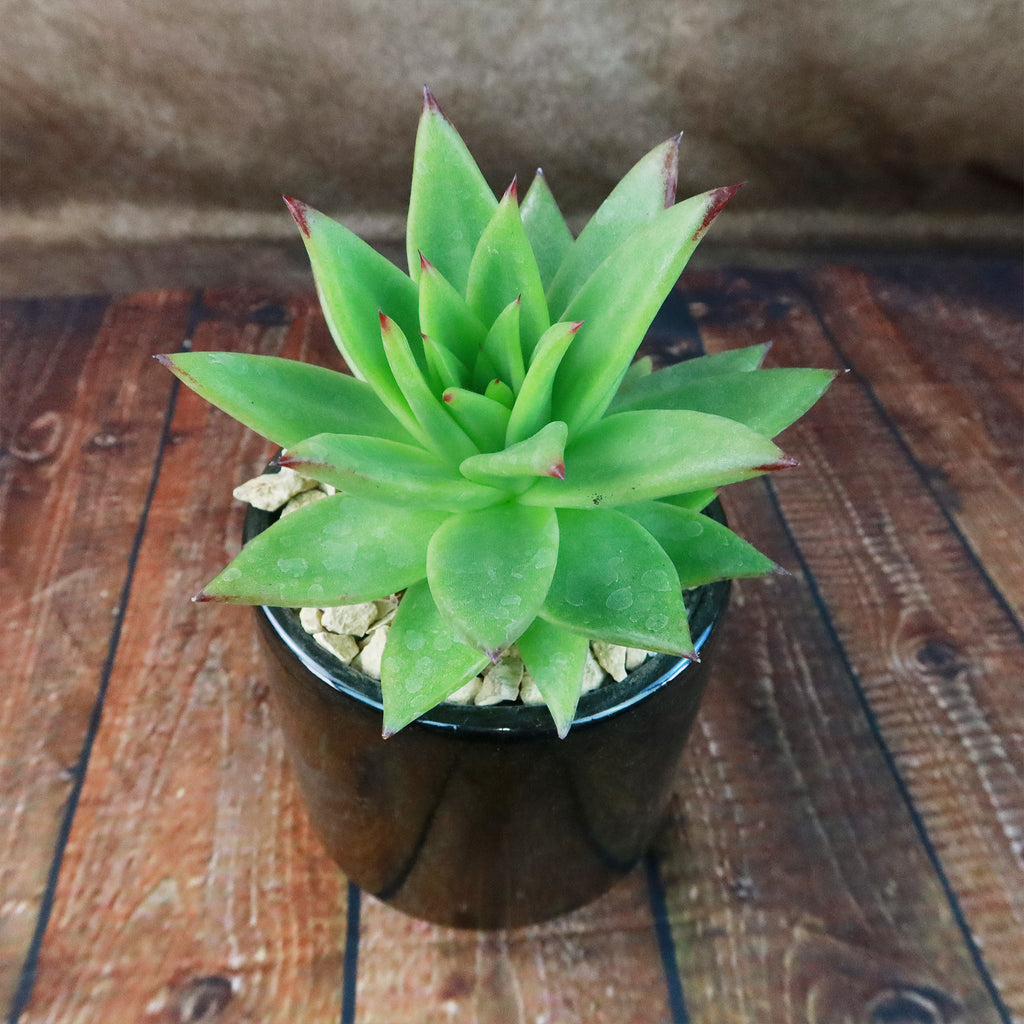 Gift Unique Cylinder Ceramic Pot w/ Cactus or Succulent